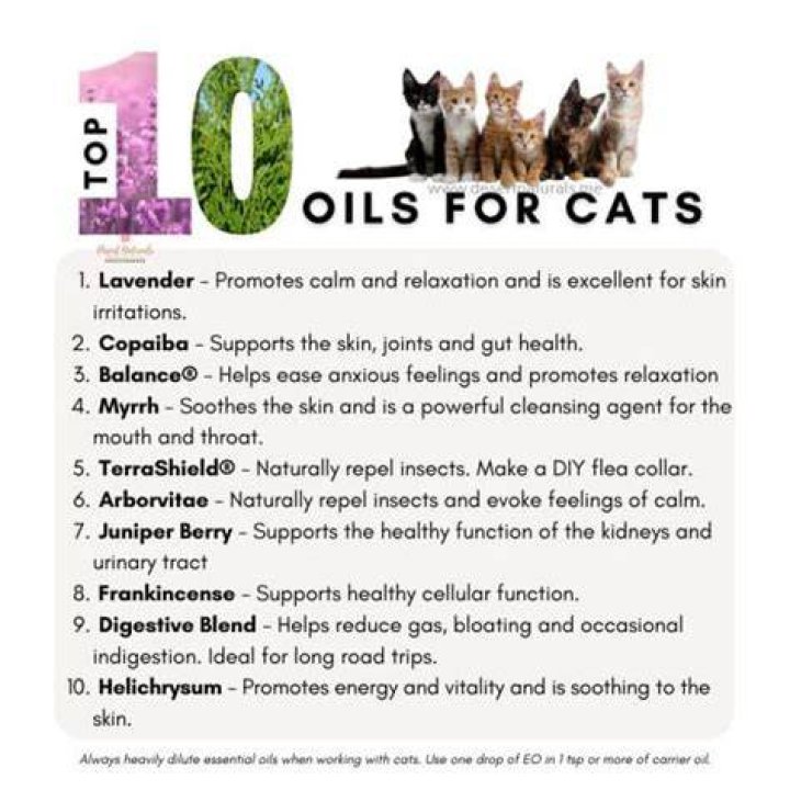 What essential oils are ok to use around cats