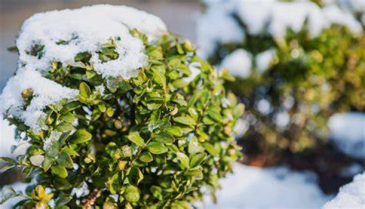 What flowering bush stays green in the winter