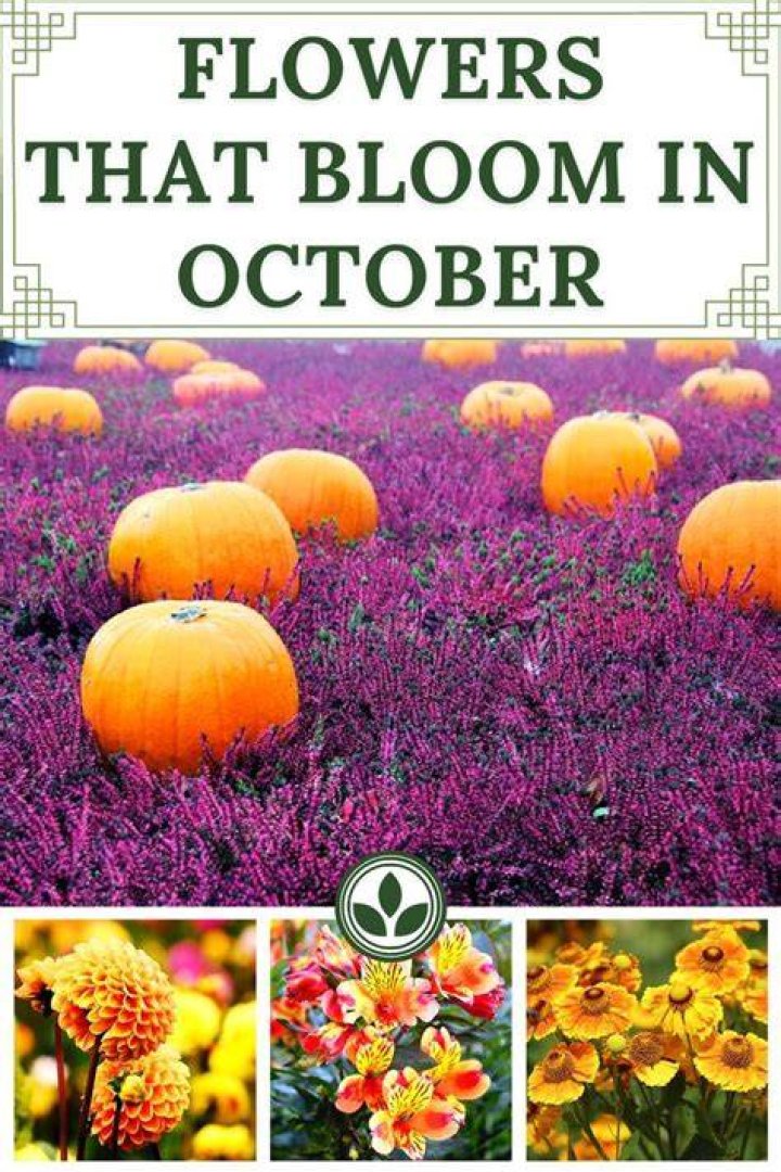 What flowers bloom in October in South Africa