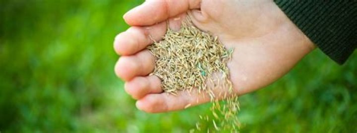 What grass seed should I use in Massachusetts