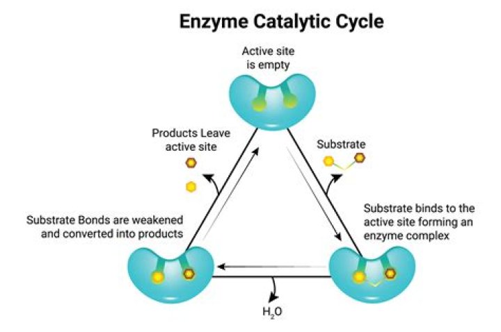 What happens during catalytic cycle of enzyme
