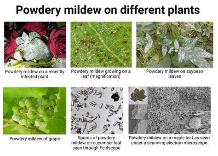 What happens if you breathe in powdery mildew