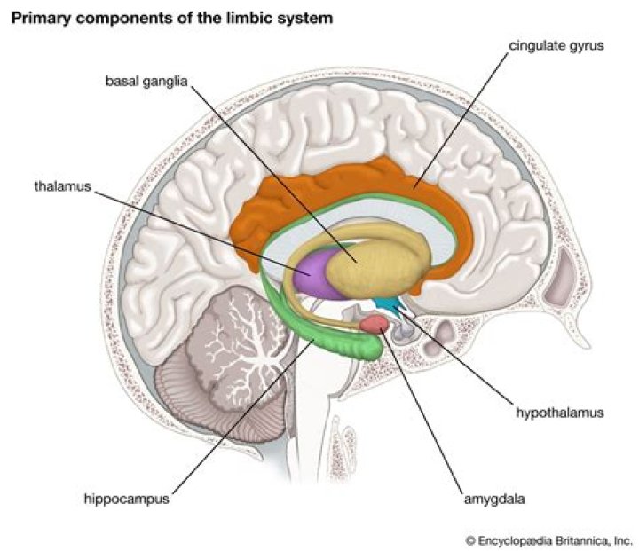 What happens if you dont have a hypothalamus