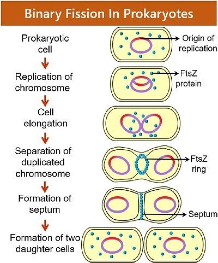 What happens in binary fission in prokaryotes