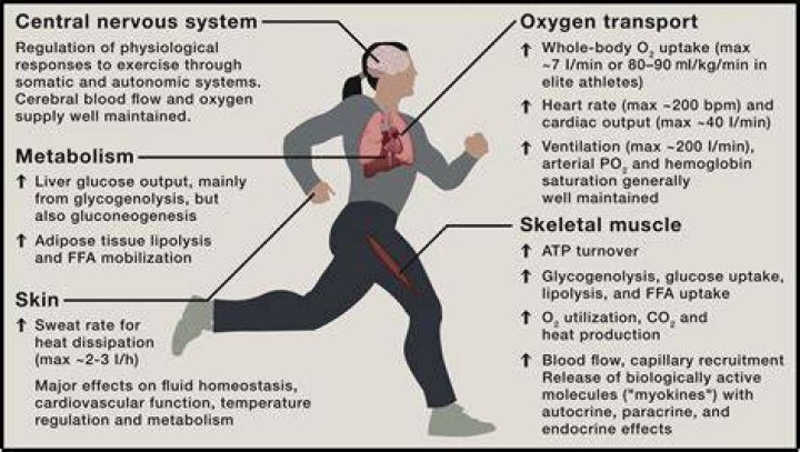 What happens physiologically when we exercise