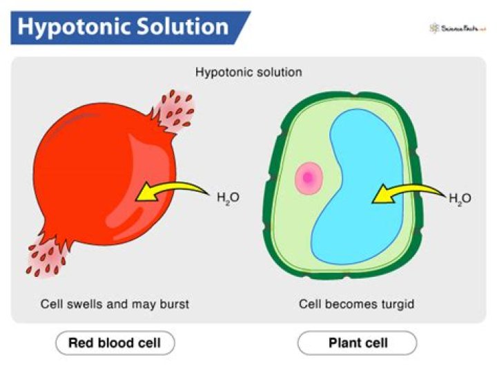 What happens to cells in a hypotonic solution