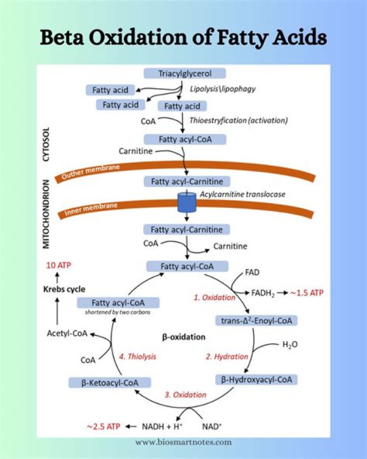 What happens to glycerol after beta-oxidation