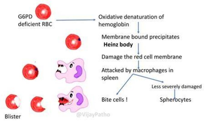 What happens when red blood cells are damaged