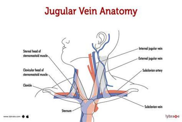 What happens when the jugular vein is blocked