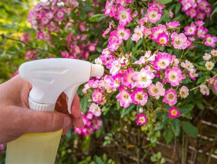 What happens when you spray vinegar on plants