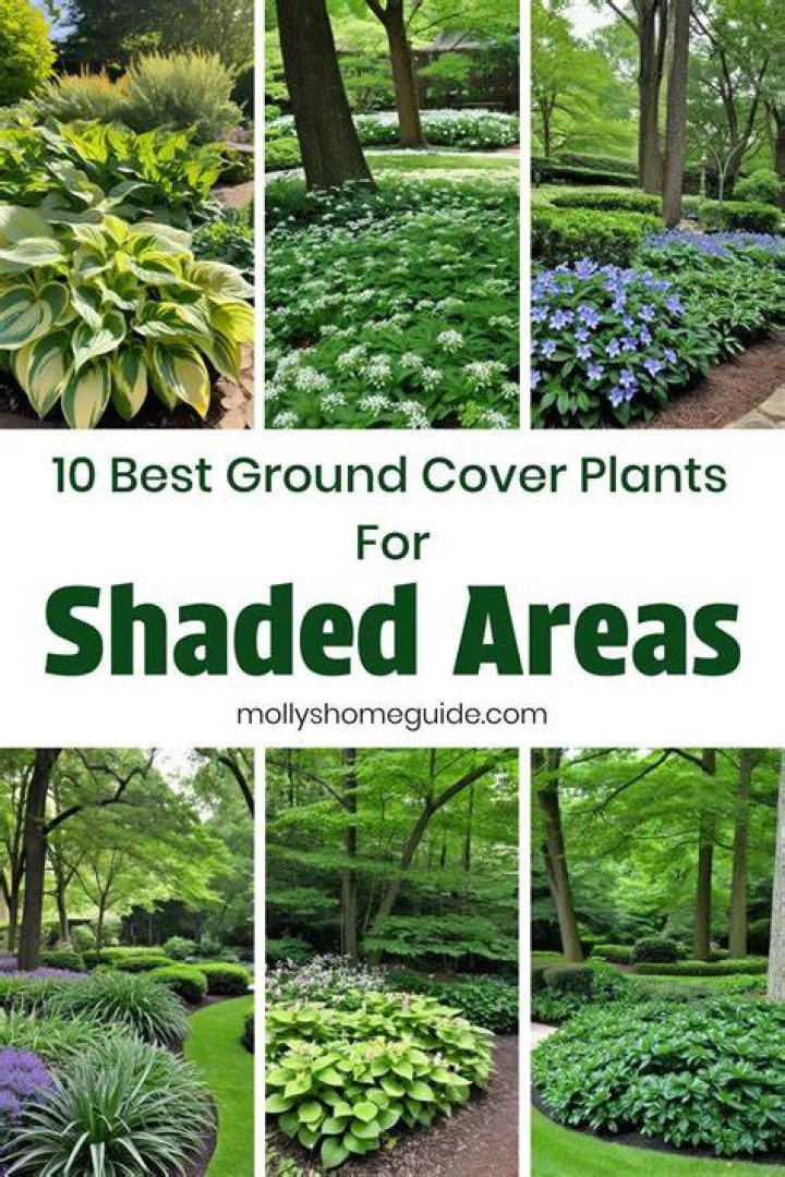 What is a good ground cover for a wooded area