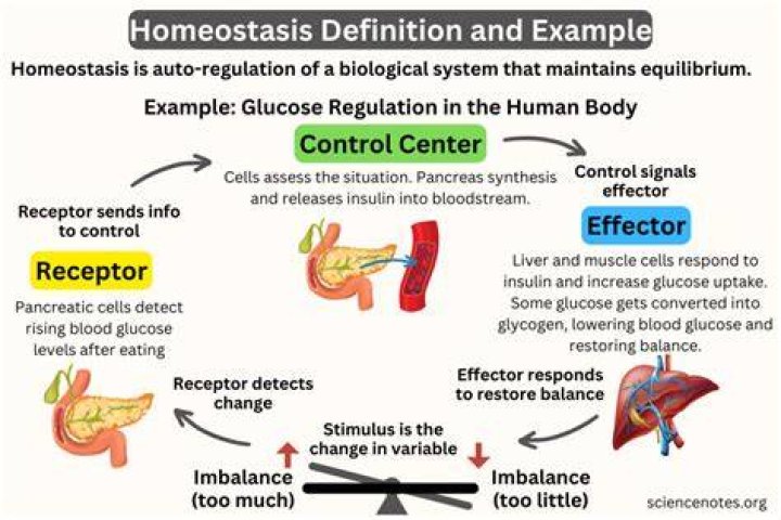 What is a simple term to describe homeostasis