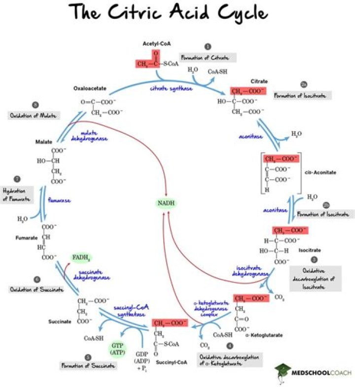 What is consumed during the citric acid cycle