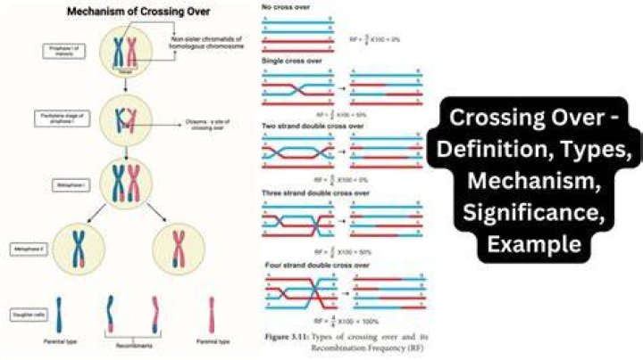 What is crossing over and why it is important
