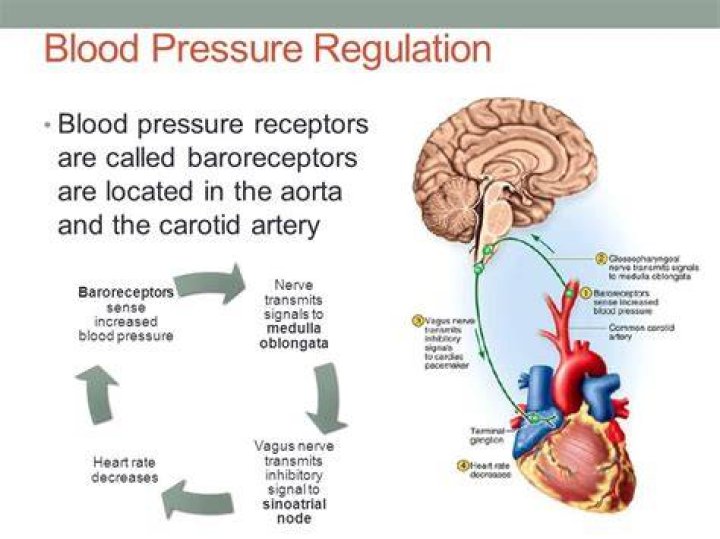 What is meant by regulation of blood pressure