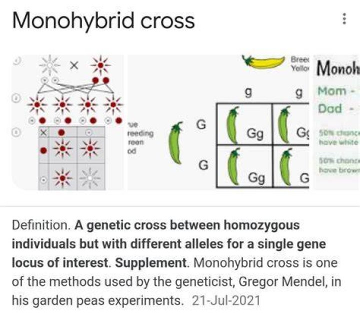What is monohybrid cross explain with example