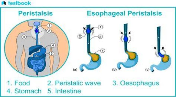 What is peristalsis and its function Class 10