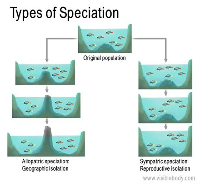 What is speciation How does it occur Class 10