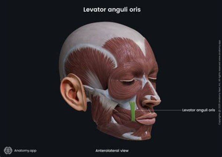 What is the action of the levator Anguli Oris