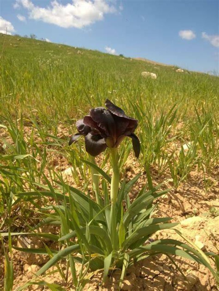 What is the black flower of civilized society