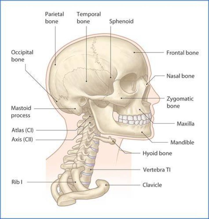 What is the bone attached to your head called