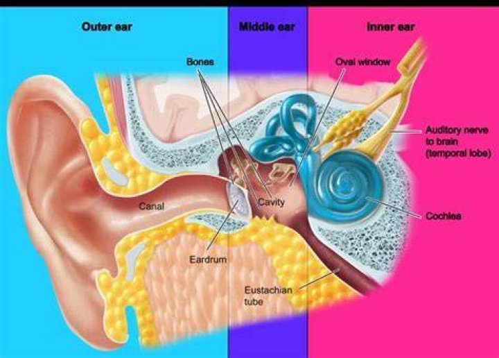 What is the function of the outer ear quizlet