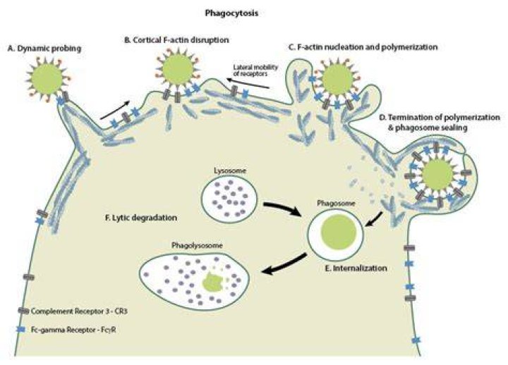 What is the general mechanism of phagocytosis