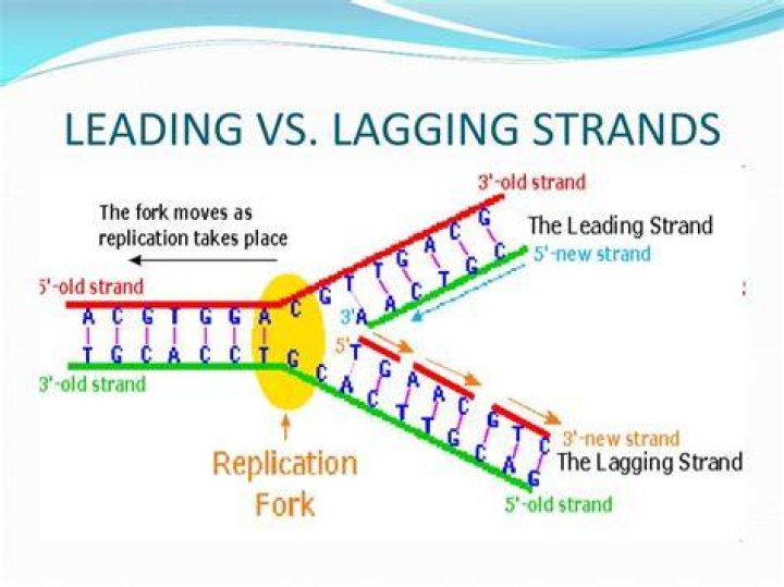 What is the leading strand and lagging strand