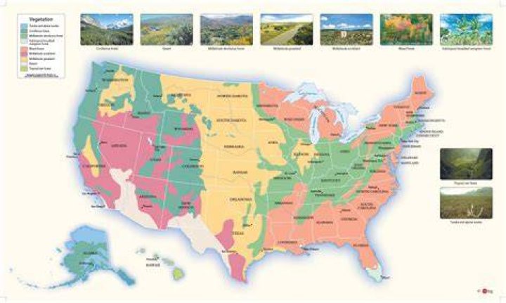 What is the natural vegetation in the Midwest