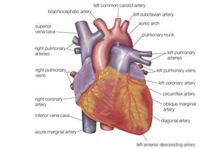 What is the outer surface of the heart called