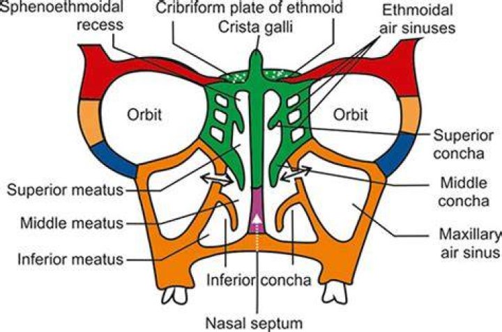 What is the purpose of sphenoethmoidal recess