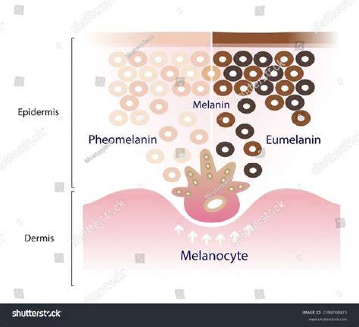 What is the role of eumelanin and pheomelanin