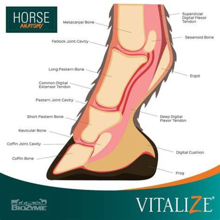 What is the smallest muscle in a horses body