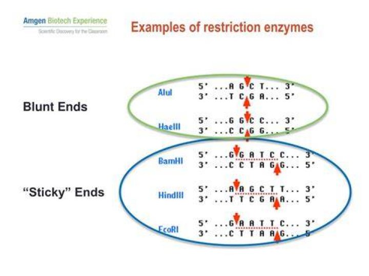 What is the sticky end in restriction enzymes