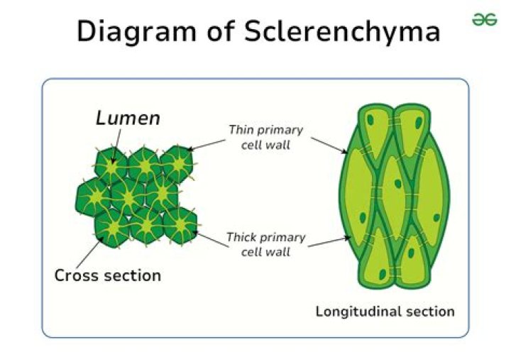 What is the structure of sclerenchyma Class 9