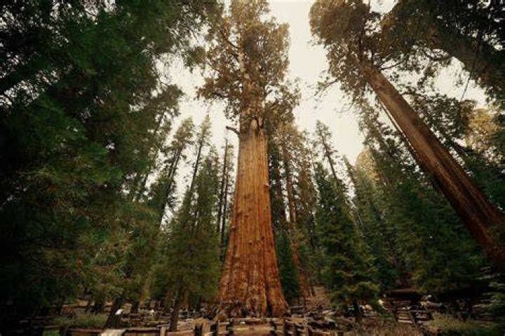 What is the tallest tree in the United States