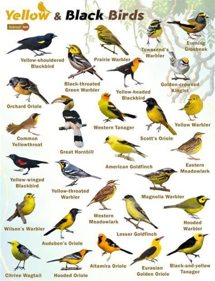 What kind of birds are small yellow and black