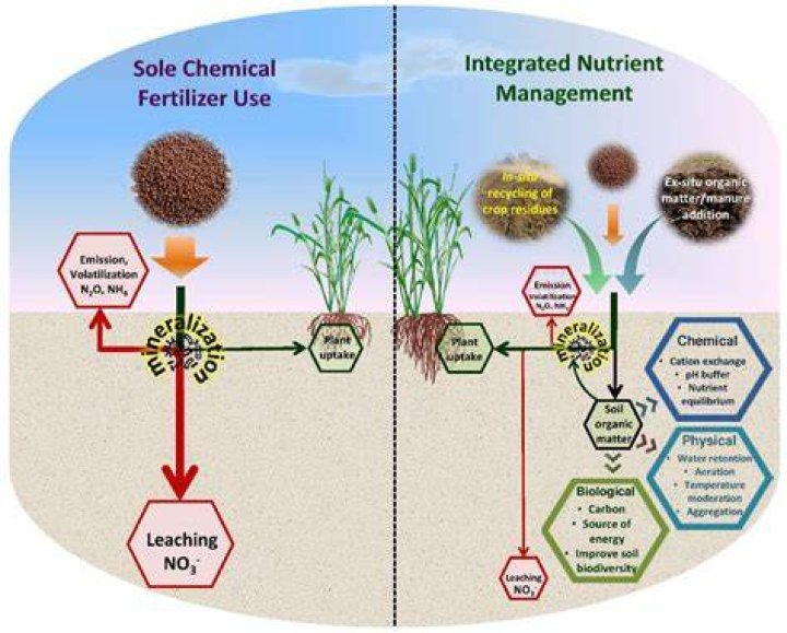 What kind of fertilizer do ginger plants need