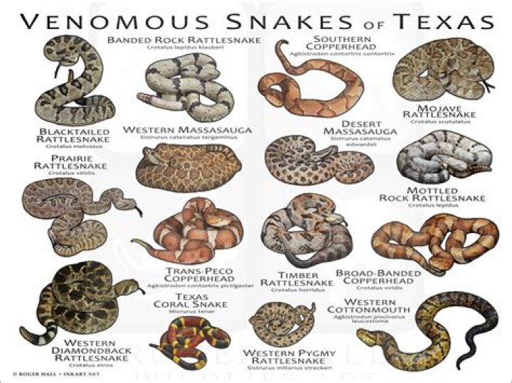 What kind of poisonous snakes live in Alabama
