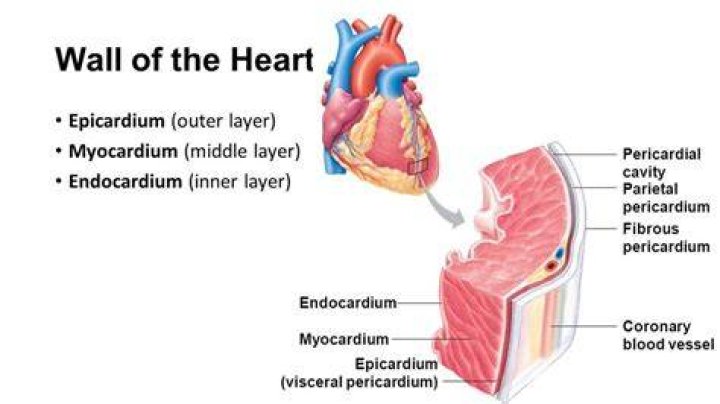 What kind of tissue is the epicardium made of