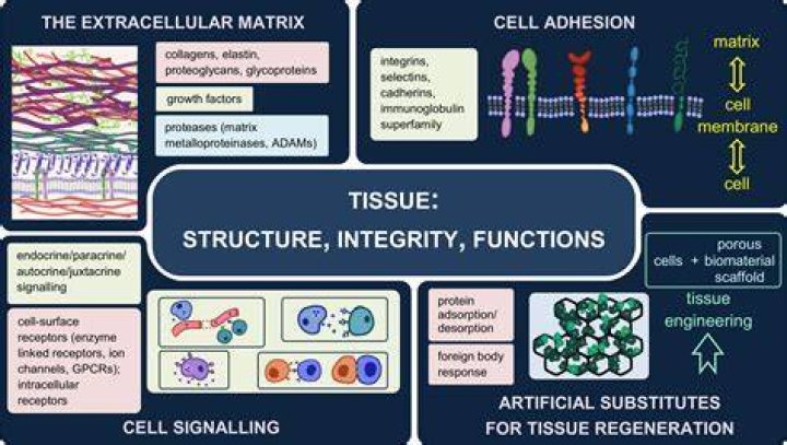 What makes up the matrix in connective tissue