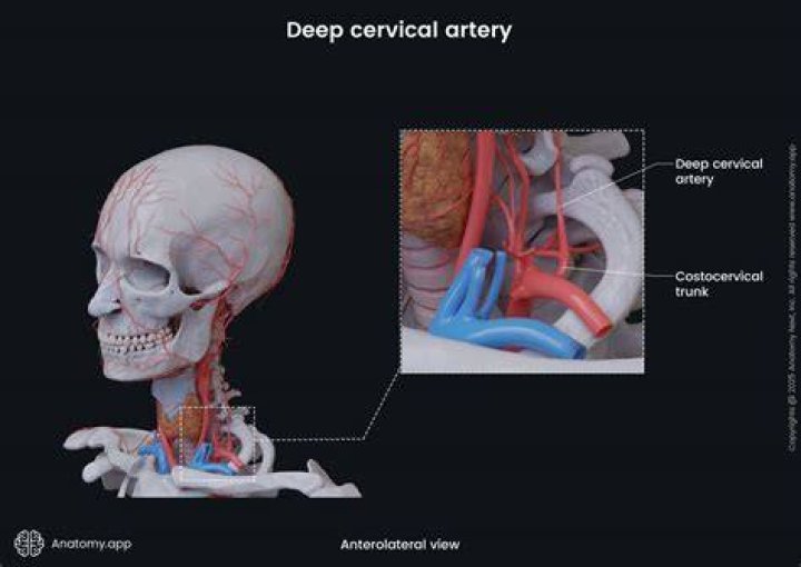 What muscles does deep cervical artery supply