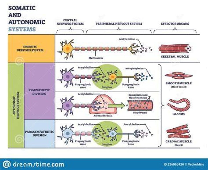 What nerves are in the somatic nervous system