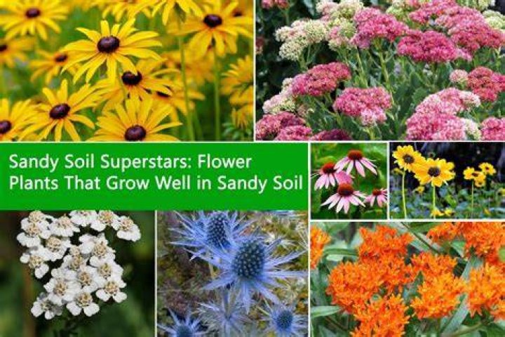 What perennial plants grow well in sandy soil