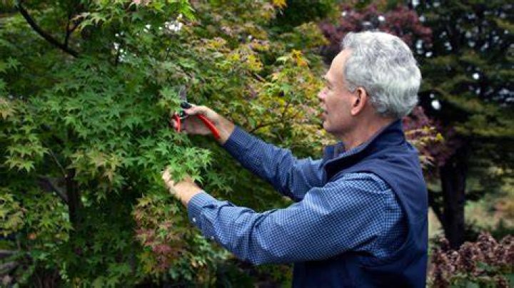 What time of year should I cut back my shrubs
