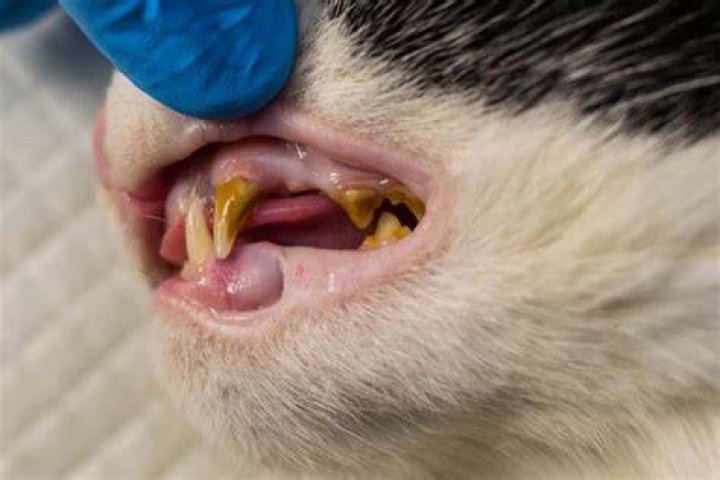 What to expect after cat has tooth extraction
