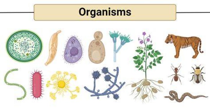 What will happen to organism without sunlight