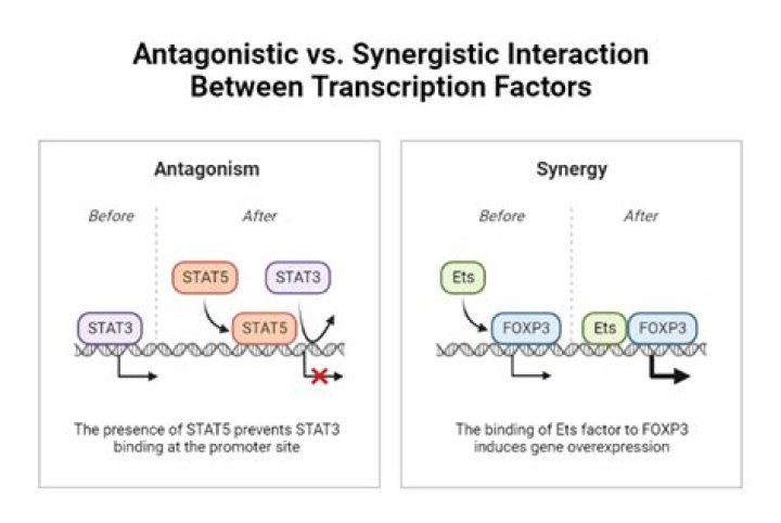 Whats an example of antagonistic interaction