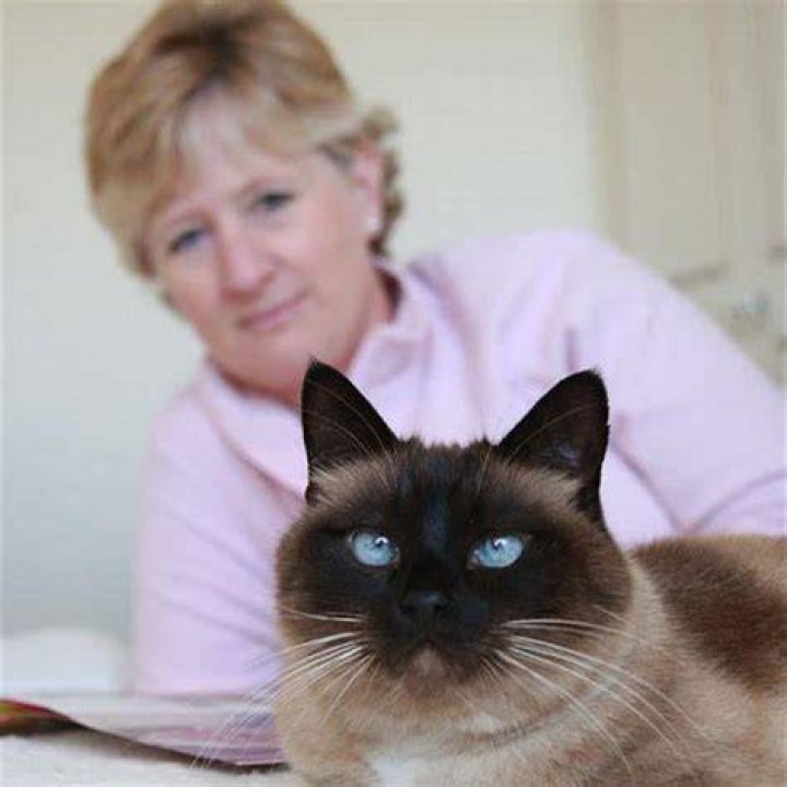 When is it time to put a cat down with cancer