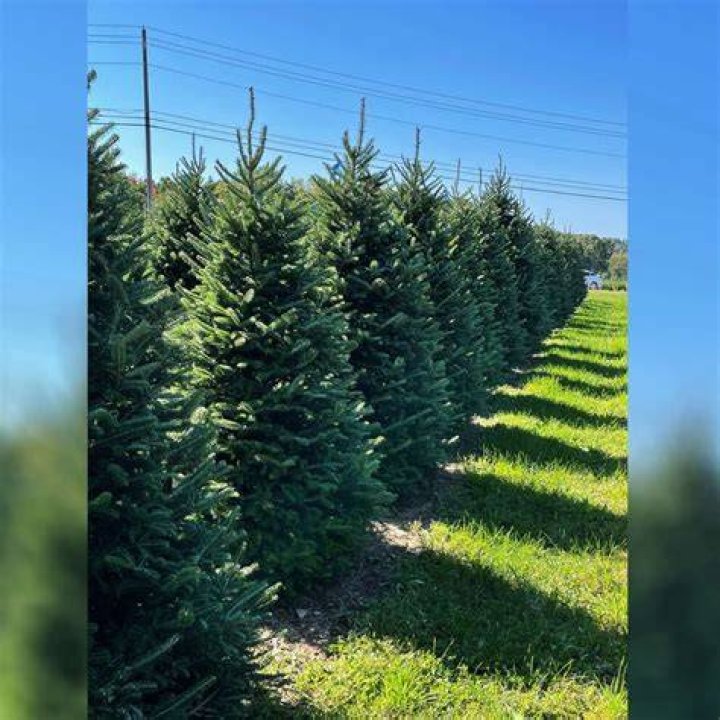 When should I buy a Christmas tree in Florida